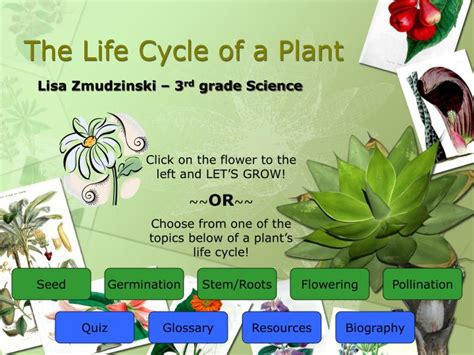 Ppt The Life Cycle Of A Plant Powerpoint Presentation Free Download