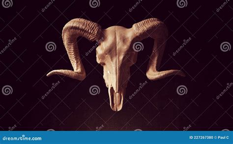 Ram Skull Anatomy Bone Horn Halloween Horror Trophy Stock Illustration