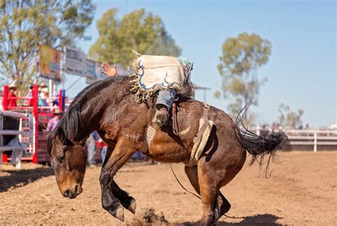 Bucking Bronco Horse At Country Rodeo Stock Image Image Of Dirt Buck