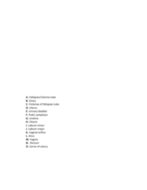 SOLUTION: Female Reproductive Anatomy - Studypool