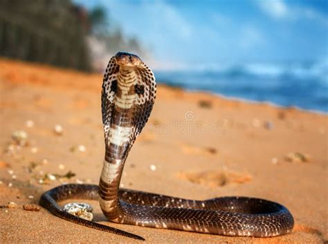 Live King Cobra On The Sand Stock Image Image Of Dangerous Serpent