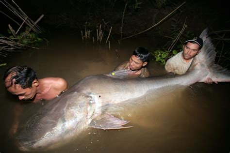 Photos Of The Largest Fish On Earth Live Science