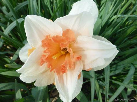 Narcis Narcissus Replete Květy Květenství Zahrada