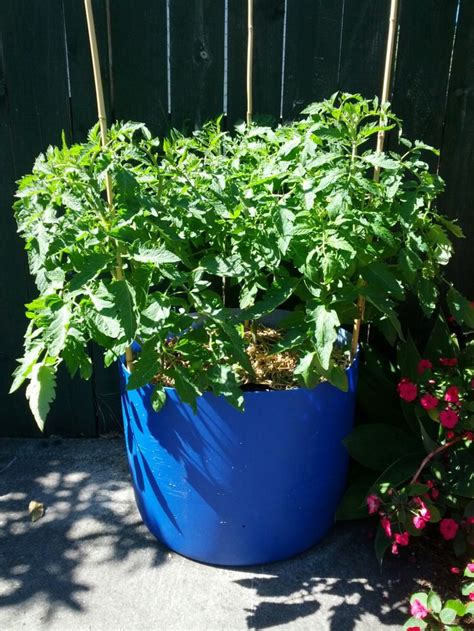 Tomatoes Growing In Self Watering Diy Plastic Drum