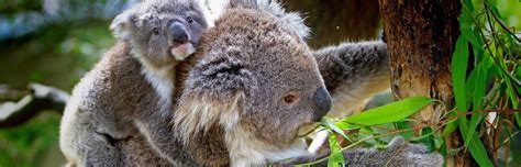Koalas Could Be Extinct In 30 Years In Nsw National Trust Responds