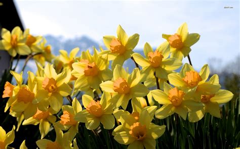 40 Beautiful Daffodils Wallpaper For Computer On Wallpapersafari