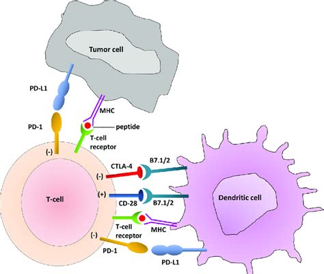 T Cell Interaction With Dendritic Cells And Tumor Cells The Immune Download Scientific Diagram