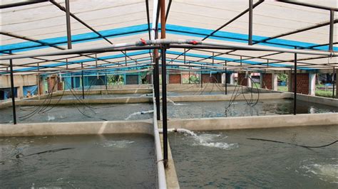 Recirculating Aquaculture System RAS Fish Farming YouTube