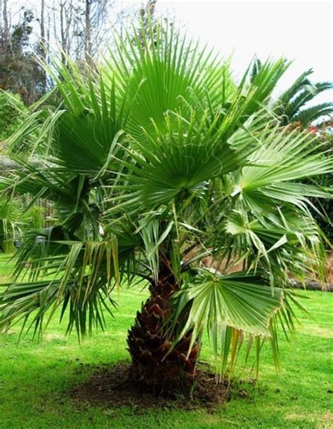 Palma mexicana, palmera de abanico mejicana, pichardia etc. Palma Washingtonia Robusta (Washingtonia Robusta) (ID ...