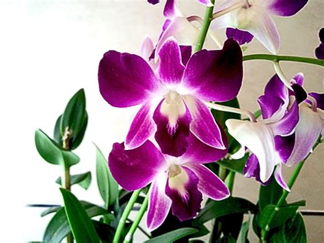 A Grade Hybrid Purple Orchids Rs 350 Bunch Crazyflora Id 8849699312