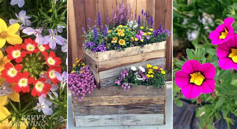 I love flowers/gardening but have a small yard. Container Plants for Full Sun: Choices for Colour, Foliage ...