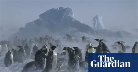 10 Emperor Penguin Facts For World Penguin Day In Pictures