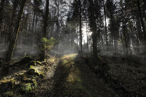 Spooky Autumn Forest Background By Burtn