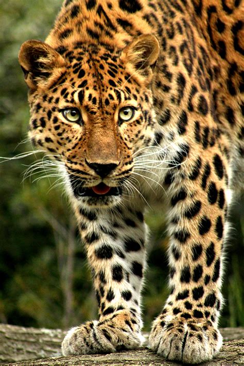 Endangered Species Amur Leopard