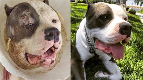 Pit Bull Badly Beaten And Near Death Gets Second Chance The Dogington