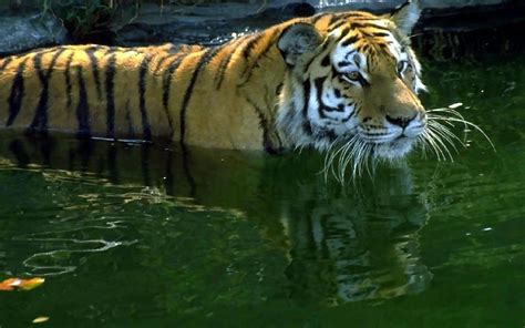 Ausmalbilder kostenlos zum ausdrucken 7. Fotos Tiger