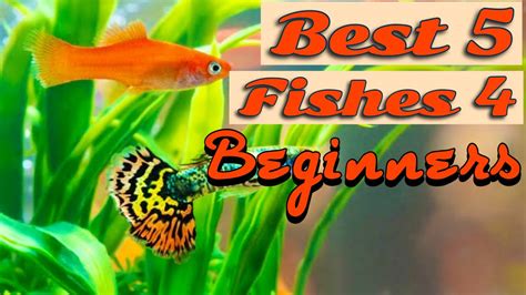 Best Five Fishes For The Beginners Into The Fishkeeping Hobby Youtube