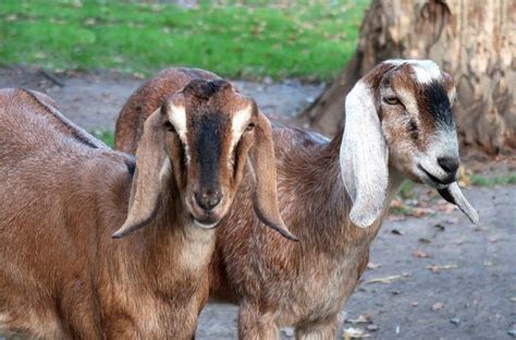 20 Popular Types Of Goat Breeds With Pictures Pet Keen