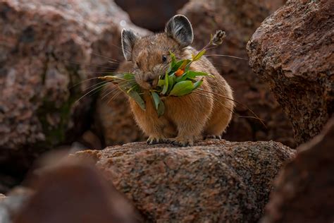 The Real Life Pikachu My 26 Pictures Of The American Pika New Pics