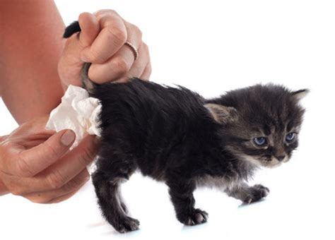 How Often Do Kittens Poop Kitty Devotees