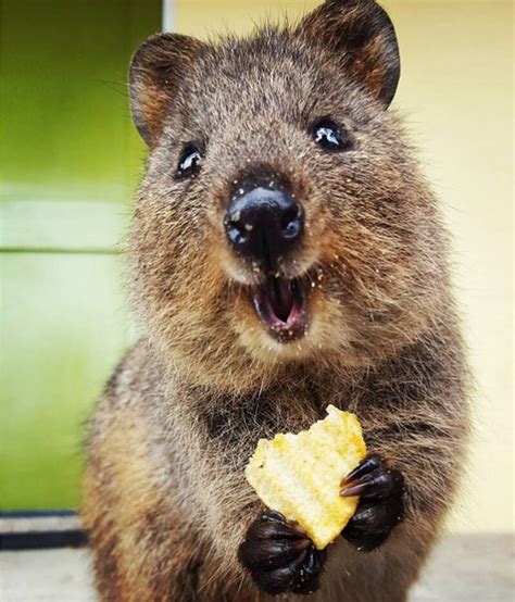 Get your quokka merch now. Why Quokkas Are The Cutest Animals On Earth