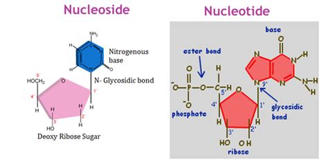 A) both contain a nitrogenous base, a pentose, and at least one phosphate. What is the difference between a nucleotide and a ...