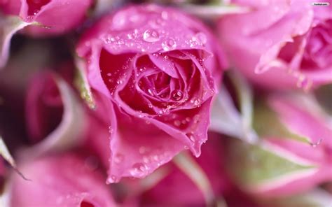 Natural HD Wallpaper: pink rose meaning | pink roses | pink rose ...