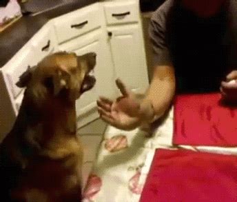 It can be to establish dominance. Dog Arm Wrestling Man | Gifrific