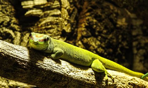 Wir haben sie lizardi genannt weil lizard auf italienisch eidechse heißt.auf dem bild war sie draußen. Eidechse Foto & Bild | tiere, wildlife, amphibien ...