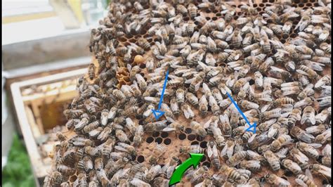 Arı Kovanı İçindeki Bireyleri Tanıyalım (Ana Arı - Erkek Arı - İşçi Arı