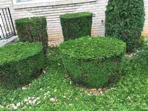 You just need to download mod from www.farming2015mods.com. How to Trim Hedges the Right Way