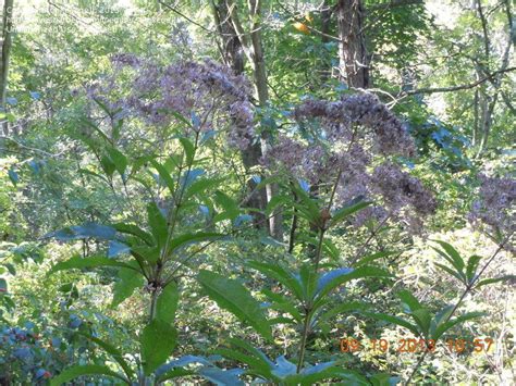 Most plants continue to grow throughout their lives. Plant Identification: CLOSED: Swampy area near water ...