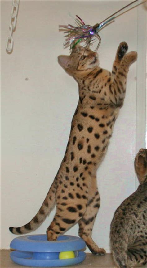 Safe shipping and delivery of our cats/kittens. F3 Savannah Cat Price & Pics | F3 Serval Queen | Savannah ...