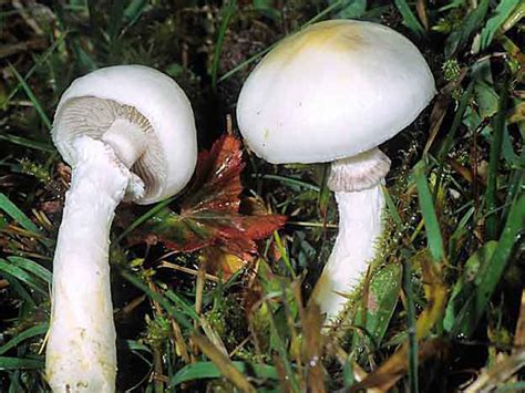 Світ грибів України Stropharia Albonitens