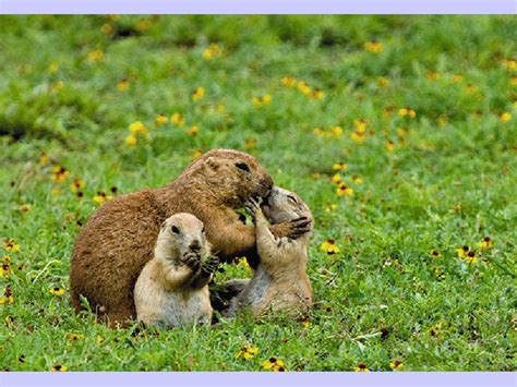 Madres E Hijos Animales Animals Brown Bear Mothers Love