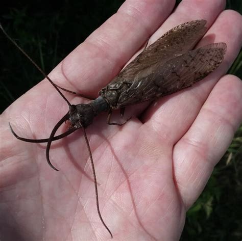 Dobsonflies In New York Are Bigger Than Your Hand — Extra Good