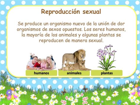 Ejemplos De Funcion De Reproduccion En Los Seres Vivos Ejemplo Porn Sex Picture