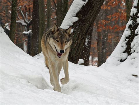 Normally a pack animal, wolves that have left or been excluded from their pack are described as lone wolves. Lone wolf (trait) - Wikipedia