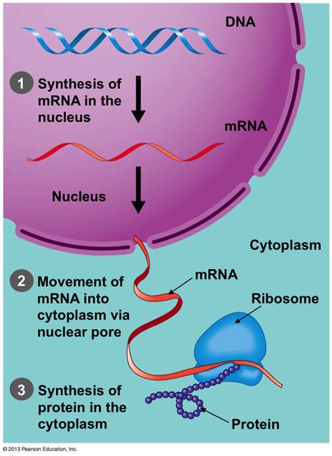 Poxviruses) early mrnas synthesized by. front