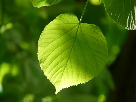 Green Leaf Close Up Photography · Free Stock Photo