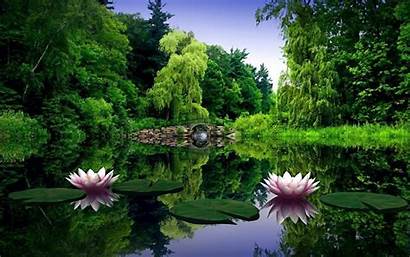 Lily Pond Water Flowers Ponds Lilies Scenery
