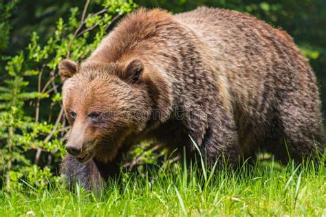 Grizzly Bear Ursus Arctos Horribilis Stock Photo Image Of Mammal