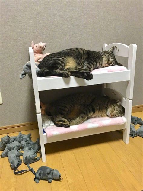 Lovely Bed Cat Bunk Beds Cat Walkway Bed