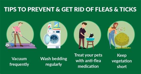 The Complete Guide To Fleas And Ticks In Singapore