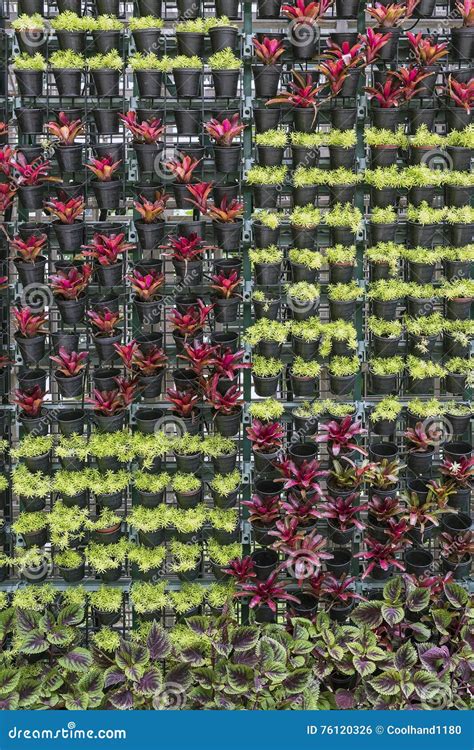 Potted Plant Hanging As A Wall Decoration Stock Photo Image Of Flower