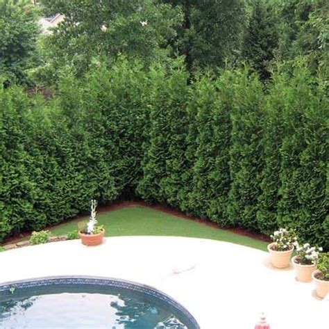 Evergreen hedges make wonderful living privacy screens and wind or noise breaks. 5 Garden Privacy Screen Ideas