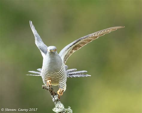 Steve Carey Bird Photography Cuckoo Cuculus Canorus