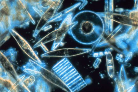 What Is Phytoplankton