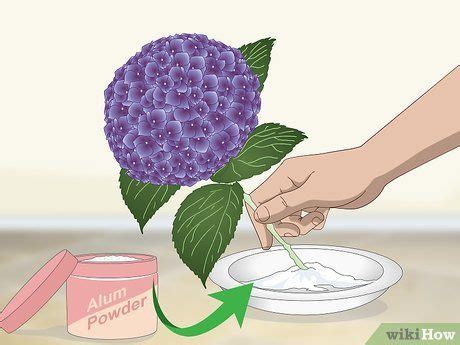 Adding plants to the house is my favorite way to bring a little lift to any room. How to Keep Hydrangeas Alive | Hydrangea, Hydrangea not ...