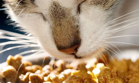 Cats shouldn't really eat peanut butter. Can Cats Eat Oatmeal and What Are The Benefits for Cats ...